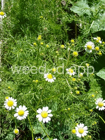 chamomile, wild